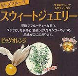 食用ホオズキ：スウィートジュエリービッグオレンジ3号ポット 6株セット[大実品種][セレブフルーツ] ノーブランド品