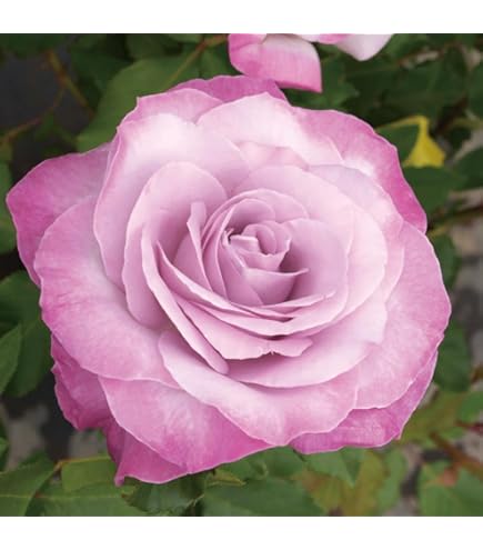 入手困難/イヴ系/バラ苗 Amazon.co.jp: レア 入手困難 ばら イヴシリーズ 切り花品種 強香 バラ