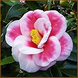 椿（ツバキ）の苗木　タマアメリカーナ