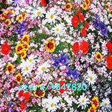 ホット100個ワイルドフラワーコンビネーション種子を販売多年生の花の植栽混合ワイルドフラワーの種芳香族プレザント