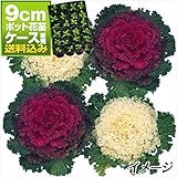 国華園　ケース花苗 葉牡丹縮緬系ミックス(無選別) 24株【※発送が国華園からの場合のみ正規品です】