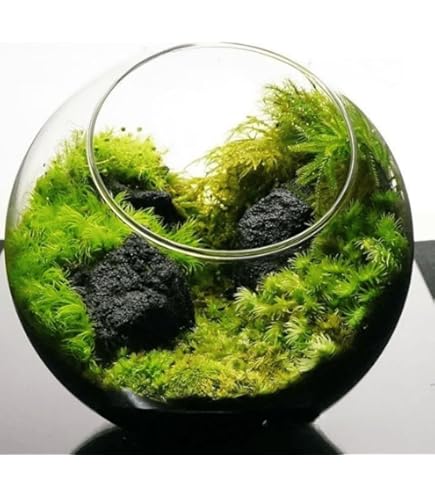 Amazon.co.jp: 【 苔 】 コケ こけ スナゴケ 砂苔 55×35cmトレー