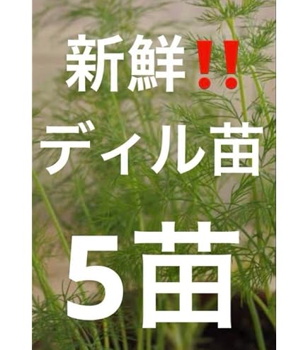Amazon.co.jp: ディルの苗 2本 : DIY・工具・ガーデン