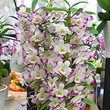 デンドロビューム鉢植え ピンク お祝い・誕生日など 長持ちする花