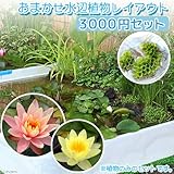 (ビオトープ/水辺植物)おまかせ水辺植物レイアウト(スイレン付) 3000円セット 本州・四国限定[生体]