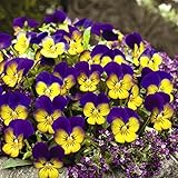 国華園　花苗 ビオラ F1フローラルパワー ゴールデンブルース 3株【※発送が国華園からの場合のみ正規品です】