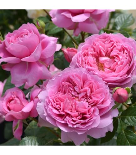 Amazon.co.jp: 予約販売 バラ苗 バラ大苗 ロサ オリエンティス プリマ