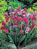 秋植え球根 バビアナ ミックス 15球パック