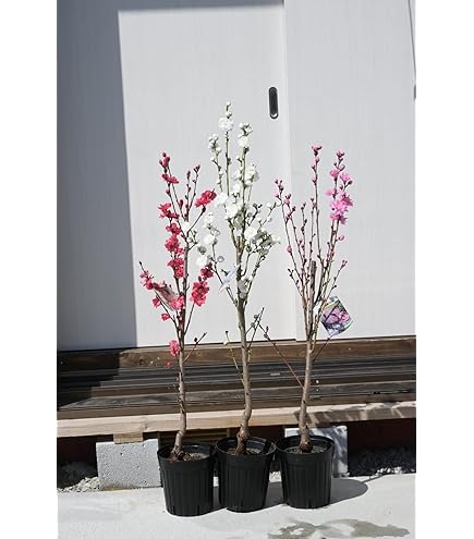 Amazon | 花桃の苗木 矢口桃（ピンク） 接木1年生苗 | 花