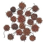 大地農園 ドライフラワー アンバーバーム (20コ入り) DO024320-000