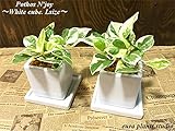 ポトス・エンジョイ / ホワイトキューブポット２セット / Pothos N'joy / White Cube Pot2set / イテリア観葉植物/鉢植え