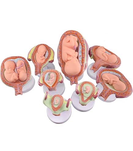 Amazon.co.jp: 人体模型 4D透明人間の臓器解剖モデル妊婦骨盤