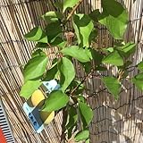 アンズ 苗木 平和 13.5cmポット苗 あんず苗