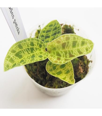 ジュエルオーキッドMicrochilus tridax green