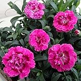 ダイアンサス：サニービー・ピンク系3.5号 3株セット[とても愛らしい八重咲ダイアンサス！]