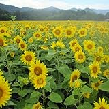 【ノーブランド品】[4～8月まき　タネ]景観形成作物：ヒマワリ・ハイブリッドサンフラワー200g