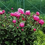 国華園　芍薬 レッドサラベルナール 1株【※発送が国華園からの場合のみ正規品です】