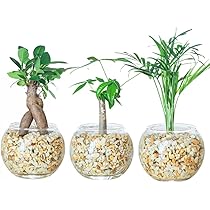 Amazon｜東京寿園 観葉植物 3点セット ハイドロカルチャー 本物 ミニ