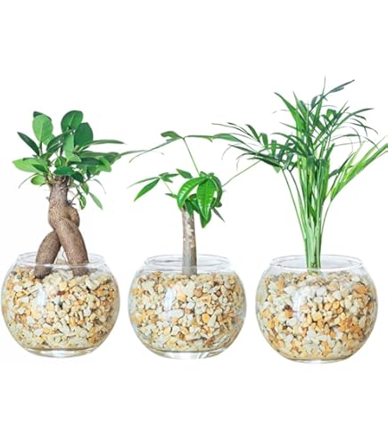 ガジュマル 8の字仕立て 8寸 レア お買い得です❣️ Amazon｜花のギフト社 ガジュマル 8の字 大型 大きい 観葉植物 本物