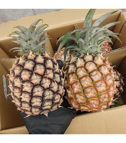 Amazon.co.jp: パインアップル スライス Dole 567g 缶詰 3号缶