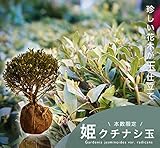 姫クチナシ玉仕立て 根巻き苗 庭木 常緑樹 生垣 目隠し 植木 低木