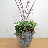 [エルフルール] チェッカーベリー&コルジリネ寄せ植え