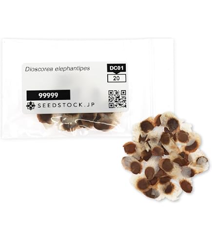 Amazon.co.jp: SEEDSTOCK アガベ オテロイ チタノタ 種子 100粒 多肉