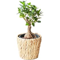 Amazon｜bloomee(ブルーミー) ガジュマル 観葉植物 (5号 編み込み