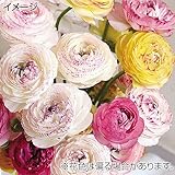 国華園　秋植え球根 ラナンキュラス ピコティミックス（無選別） 8球【※発送が国華園からの場合のみ正規品です】