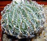 Haworthia decipiens - syn: Haworthia pearsonii - 5 seeds