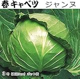 キャベツ 苗 ジャンヌ 9cmポット 5ポットセット