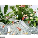 (熱帯魚)お一人様1点限り 外国産ミックスグッピー(5ペア) 本州・四国限定[生体]