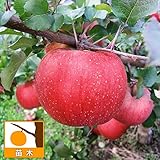 リンゴ：ルビースイート4～5号ポット[果皮と果肉が赤く着色する話題のリンゴ　果樹研究所育成品種] ノーブランド品