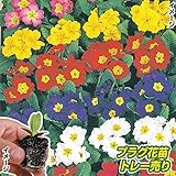 国華園　プラグ花苗 プリムラポリアンサミックス(70本入・花色無選別)【※発送が国華園からの場合のみ正規品です】