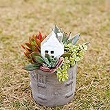 多肉植物 寄せ植え taniku メゾンタウン ( ラウンドポット ) S サイズ