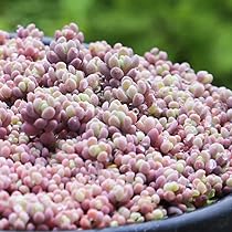 多肉植物　セダム　トリカラー&パープルヘイズ＆プロリフィカ×姫秀麗　3種類 多肉植物 セダム トリカラー&パープルヘイズ＆プロリフィカ×姫