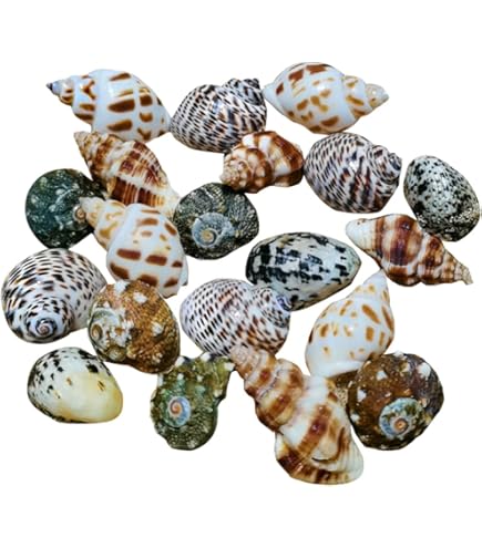 Amazon.co.jp: 大きな天然の珍しい貝殻、巨大な海の巻貝 16~18 cm の