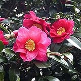 サザンカ 樹高1.0m前後 18cmポット 山茶花 さざんか タチカン赤花（生垣樹木） 苗木 植木 苗 庭木 生け垣