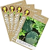 スイカ Thai Red WaterMelon Citrullus lanatus Cucurbitaceae 4 Bulk ThailandMrk