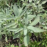 セージ：コモンセージ3号ポット 4株セット[料理・ティー・クラフト・染色][ハーブ苗]