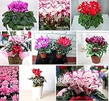 花の種シクラメンの種子Skgs Sowbread種子草花屋内バルコニー盆栽 - 約100個の粒子