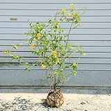 庭木：ヤマブキ（黄色一重）　大株！