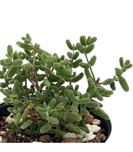 Amazon｜多肉植物 ドロサンテマム 氷晶 ランダム抜き苗 1株 観葉｜観葉