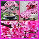 1bag=20 pcs Bonsai Tree japanese sakura seeds bonsai flower Cherry Blossoms clean air good gift for 
