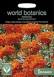 WB 英国ジョンソンズシード Johnsons Seeds world botanics collection Marigold (African) Kees Orange マリーゴールド（アフリカン