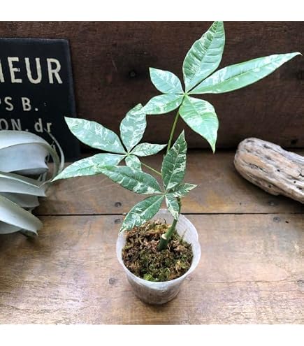Amazon｜超白勝パキラ ミルキーウェイ 接木｜観葉植物 オンライン通販