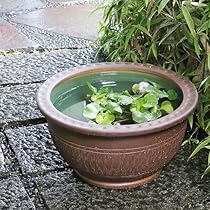 Amazon | 信楽焼 16号トチリワン型すいれん鉢 睡蓮鉢 スイレン鉢