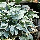 【宿根草】ホスタ「ハルシオン」5号(15cm) ポット