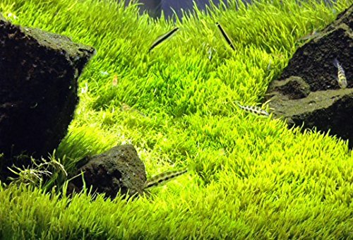 ウォーターローン　2＊2ｃｍ　　無農薬　前景草