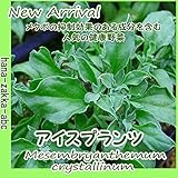 【お得な5個セット】 アイスプラント 3.5号苗・5株セット【野菜苗】【メタボの対策に】 【* テレビで人気沸騰 *】【まとめ買い】【野菜苗】